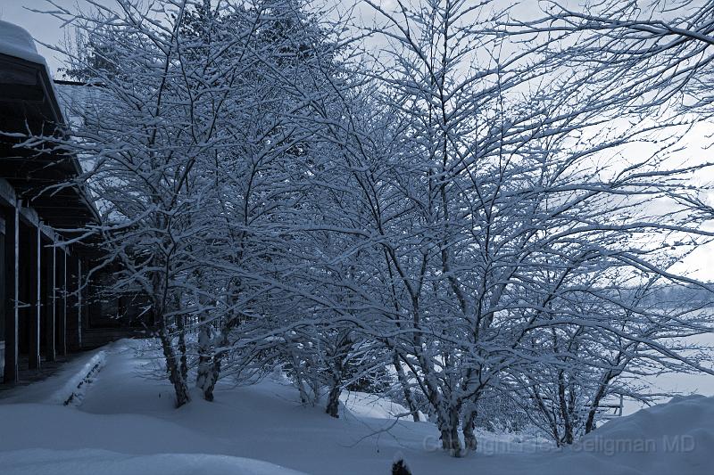 20071228_093457 D2X F.jpg - Winter landscape, Happy Tails, Bridgton, Maine